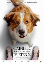 ,,Câinele, adevăratul meu prieten 2” așteaptă iubitorii de animale în cinematografe din 21 iunie